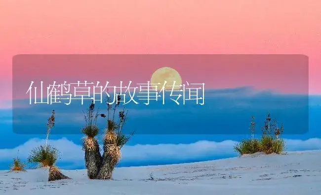 仙鹤草的故事传闻 | 药材种植