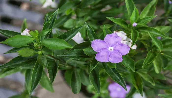 苿利花的花语