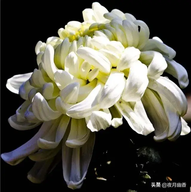 哪些诗人喜欢什么花，原因是什么？