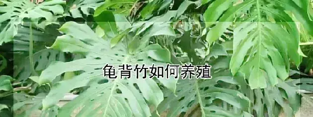 龟背竹如何养殖