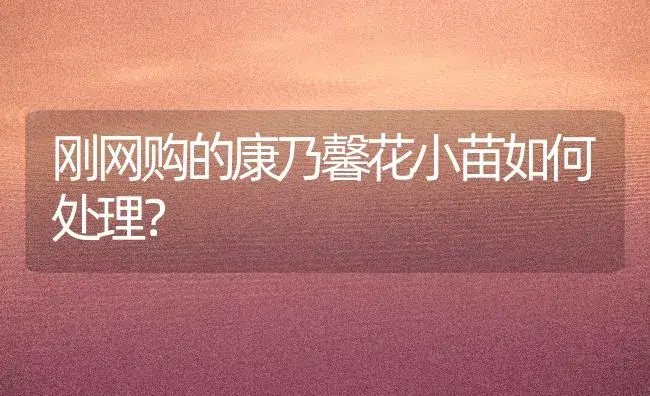 刚网购的康乃馨花小苗如何处理？ | 绿植常识