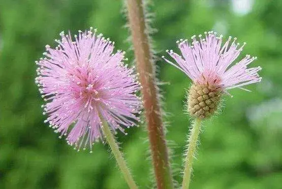 含羞草的花语有哪些？