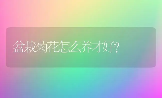 盆栽菊花怎么养才好？ | 家庭养花