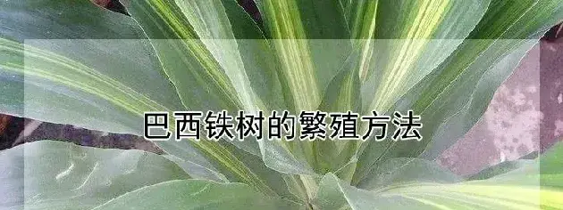 巴西铁树的繁殖方法