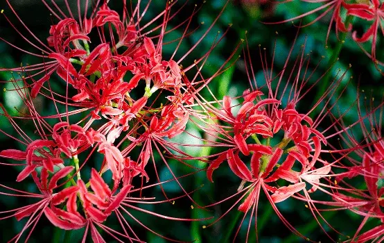 彼岸花的传说与花语，彼岸花有几种颜色