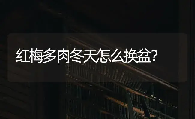红梅多肉冬天怎么换盆？ | 多肉养殖