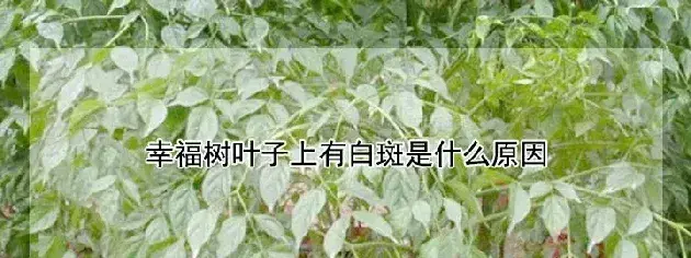 幸福树叶子上有白斑是什么原因