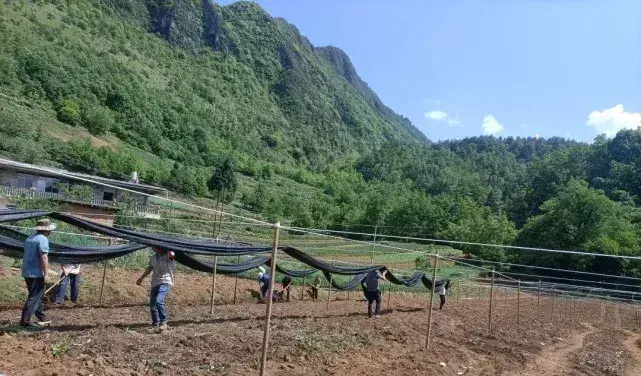 云南鲁甸县：打造羊肚菌试种基地 助力乡村振兴