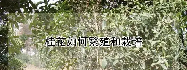 桂花如何繁殖和栽培