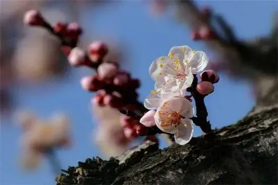 杏花的花语