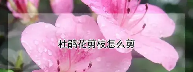 杜鹃花剪枝怎么剪