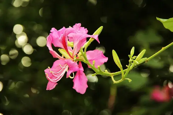 羊蹄甲花语是什么，羊蹄甲植物文化