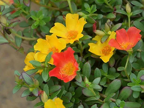 太阳花花语是什么意思，松叶菊和太阳花的区别