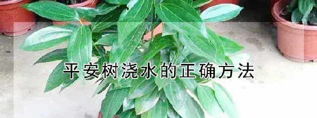 平安树浇水的正确方法