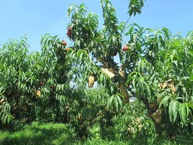 种植桃树提升果实质量措施