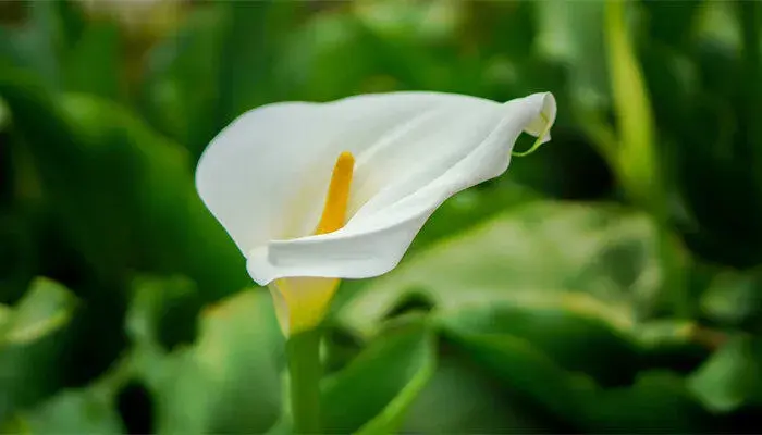 马蹄莲花语是什么意思 马蹄莲的花语