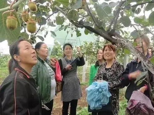 盆栽修剪 | 猕猴桃夏季修剪技术