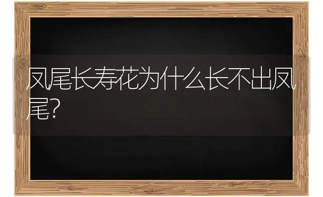 凤尾长寿花为什么长不出凤尾？ | 多肉养殖