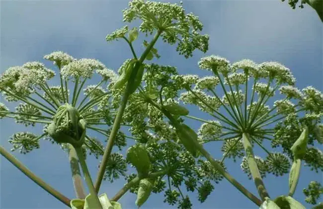 白芷栽培技术