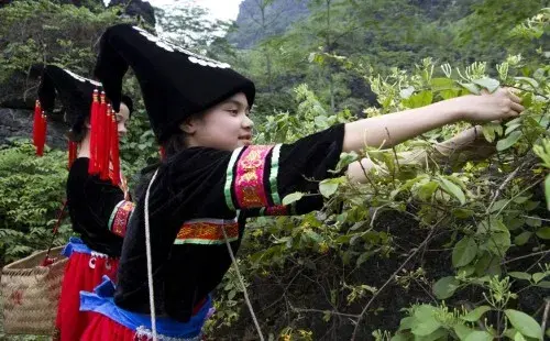 盆景知识 | 金银花什么时候开花 花期有多长