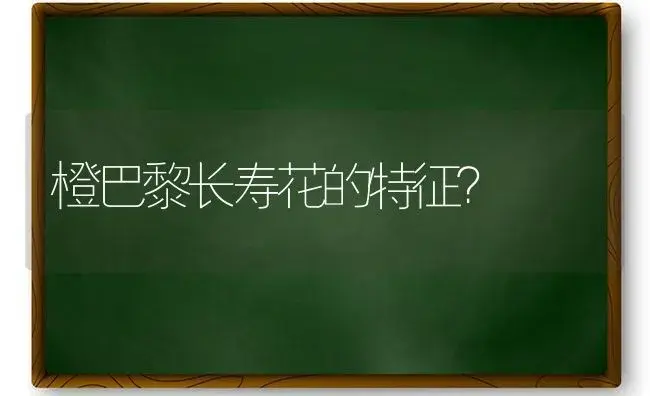 橙巴黎长寿花的特征？ | 多肉养殖