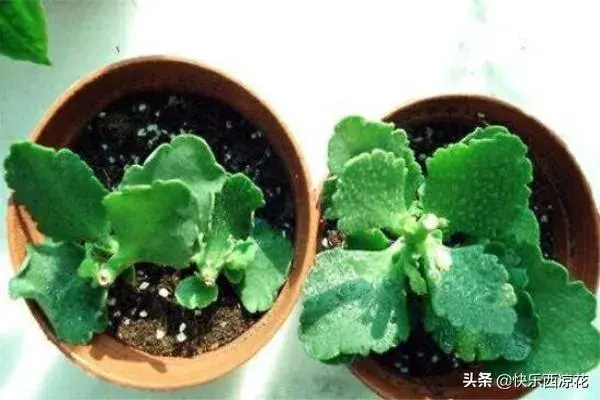 长寿花怎样养？