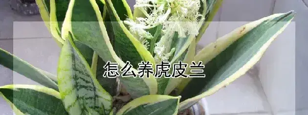 怎么养虎皮兰