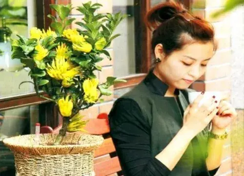 盆景养护管理 | 佛手盆景的养护管理