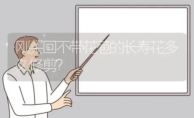 刚买回不带花苞的长寿花多久修剪？ | 多肉养殖