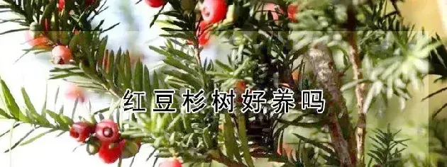 红豆杉树好养吗