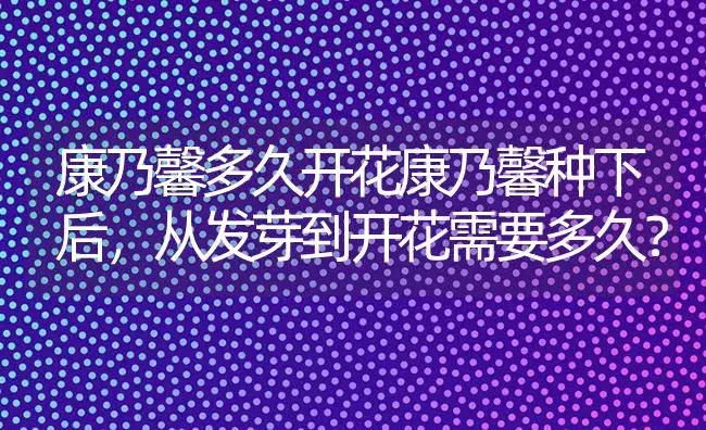 康乃馨多久开花康乃馨种下后，从发芽到开花需要多久？ | 绿植常识