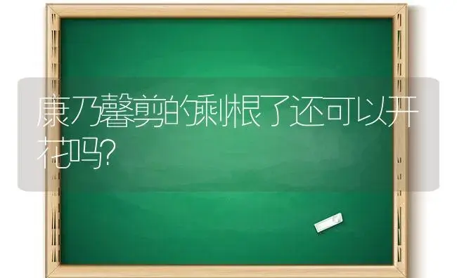 康乃馨剪的剩根了还可以开花吗？ | 绿植常识