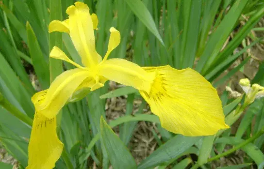 鸢尾花有哪几种颜色？不同颜色的鸢尾花花语有哪些？