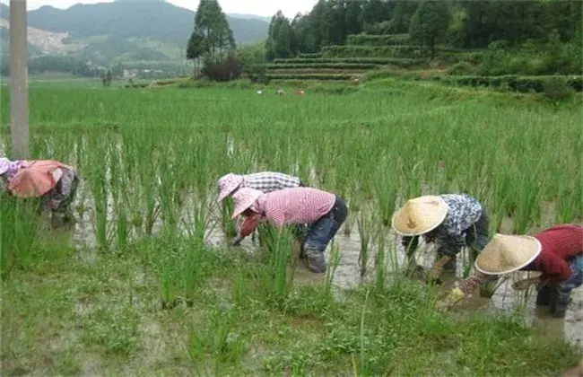 三棱的栽培技术