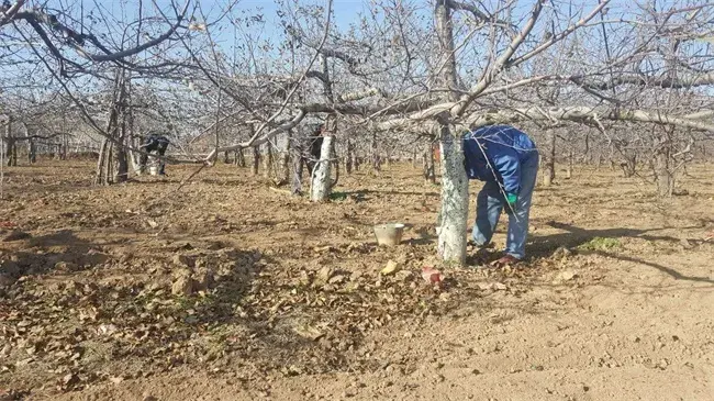 果树倒春寒如何预防