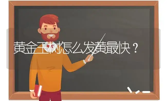 黄金玉树怎么发黄最快？ | 多肉养殖