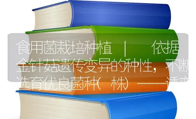 依据金针菇遗传变异的种性，不断选育优良菌种(株)——诱变育种 | 菌菇种植