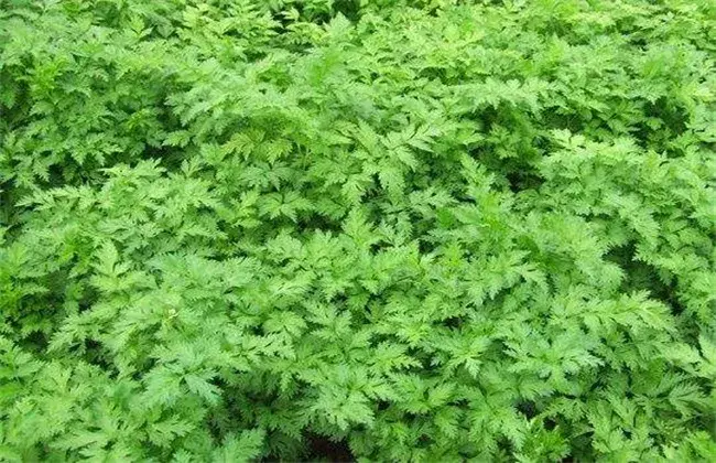 川穹种植技术