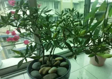 盆栽修剪 | 芒果控梢促花技术