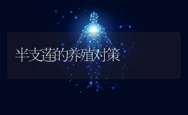 半支莲的养殖对策 | 特种种植