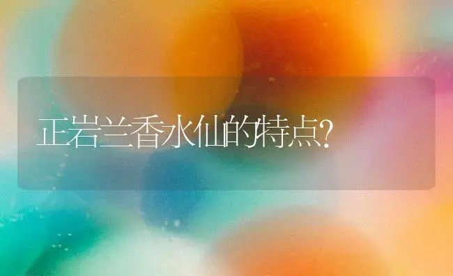 正岩兰香水仙的特点？ | 绿植常识