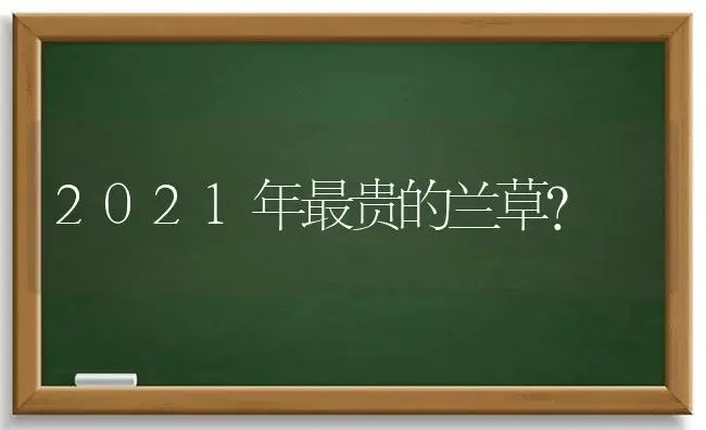 2021年最贵的兰草？ | 绿植常识