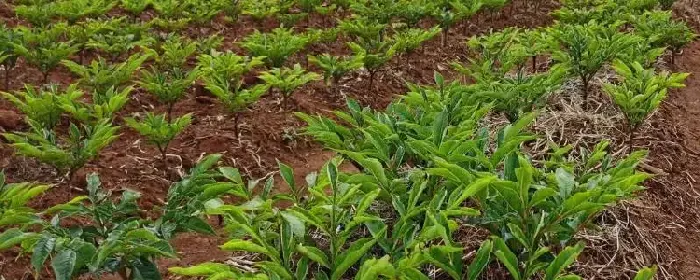 魔芋种植前景，附种植成本与利润