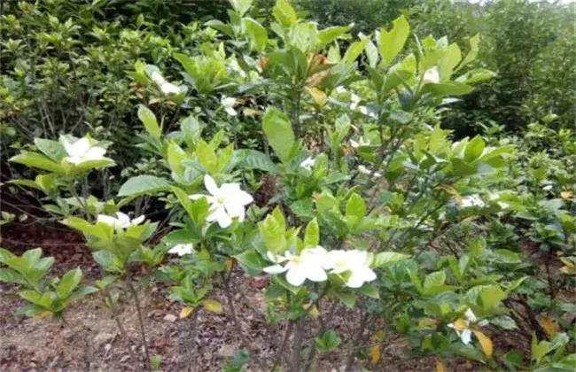 栀子花叶片发黄 因素及防治和治疗