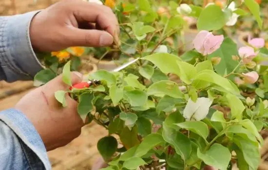 盆栽修剪 | 三角梅的大叶子可以剪掉吗