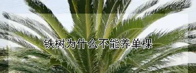 铁树为什么不能养单棵