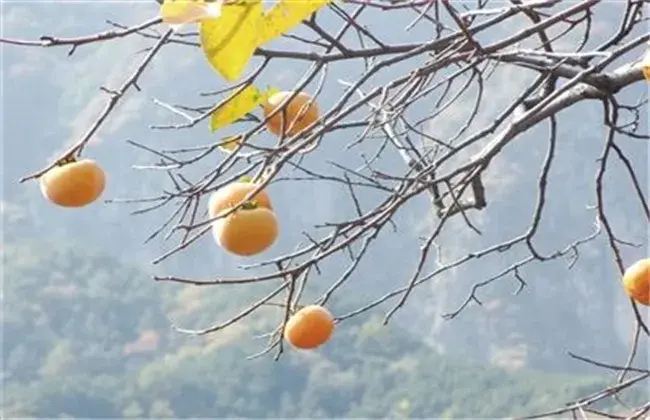 柿子的栽培条件