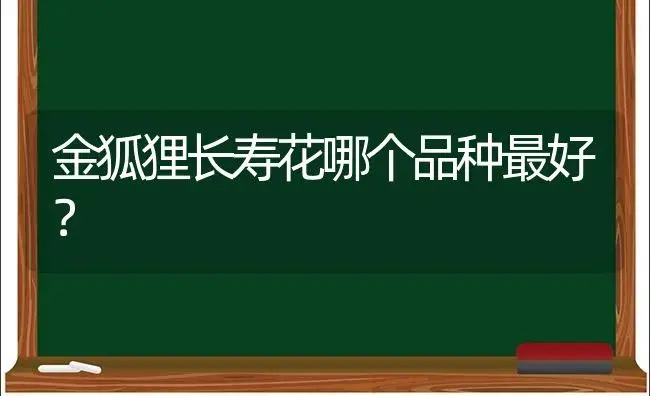 金狐狸长寿花哪个品种最好？ | 多肉养殖