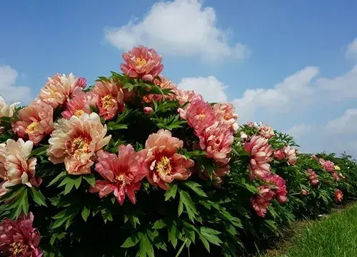 表示庆祝祝贺的花 花语是庆祝祝贺的花