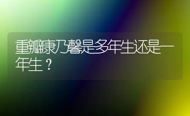 重瓣康乃馨是多年生还是一年生？ | 绿植常识